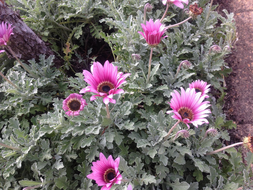 purple flowers