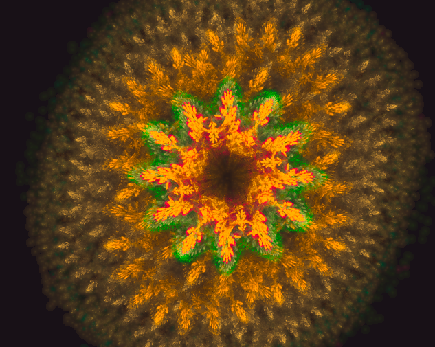 sunflower fractal