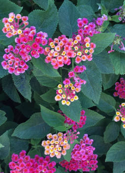 lantana for U2