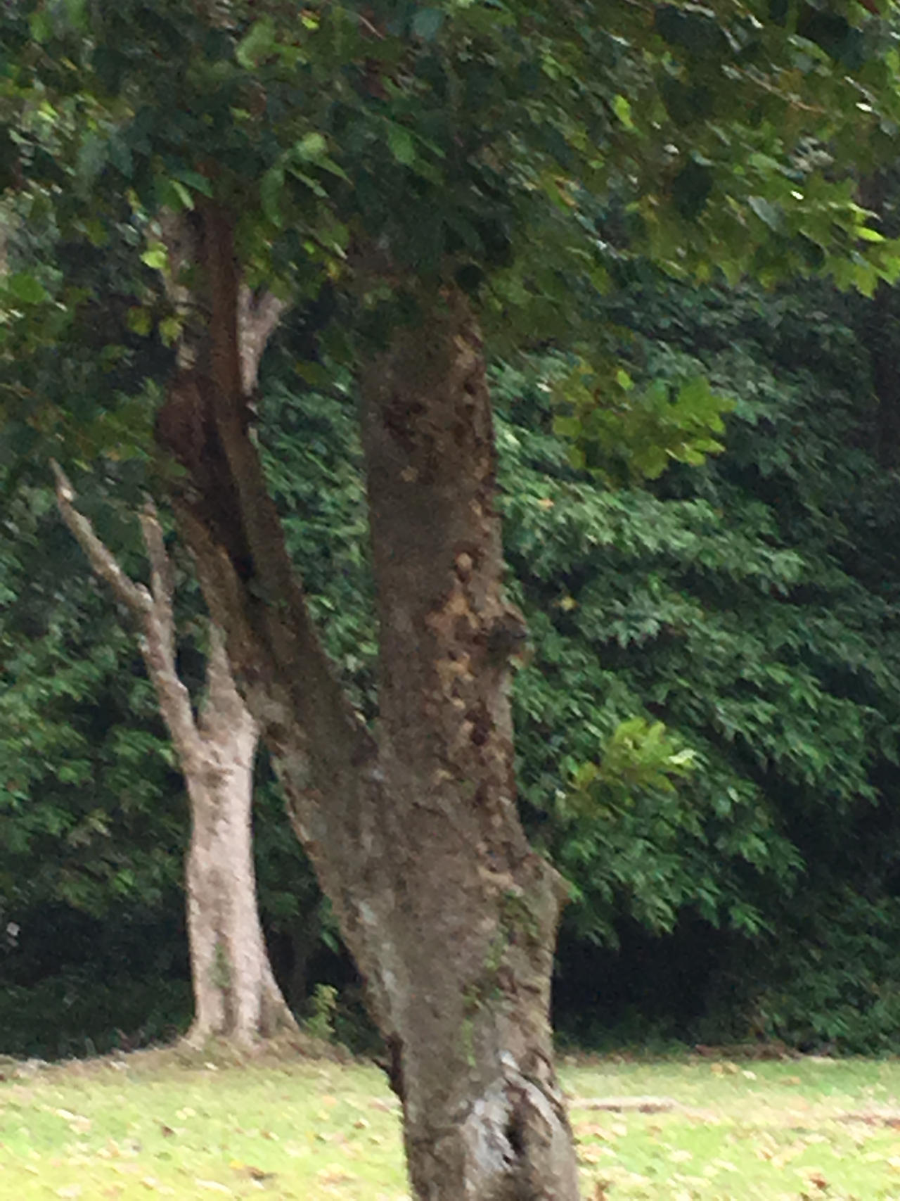IMG 0975 copy tree by Creativesm75 on DeviantArt