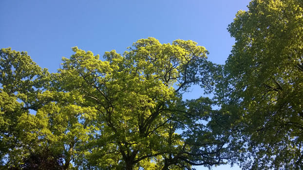 Image- Tree top tower