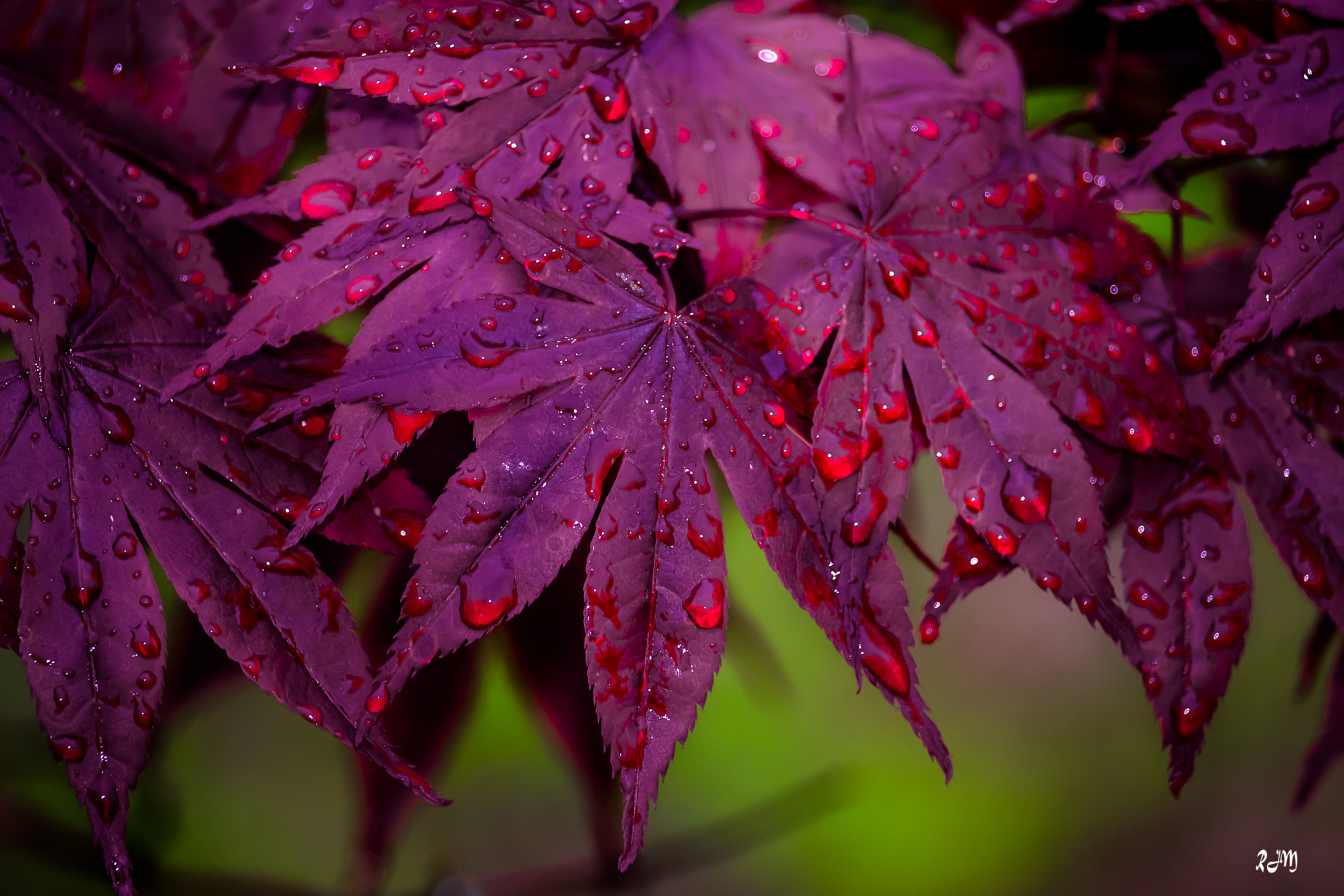 Bloodgood Maple