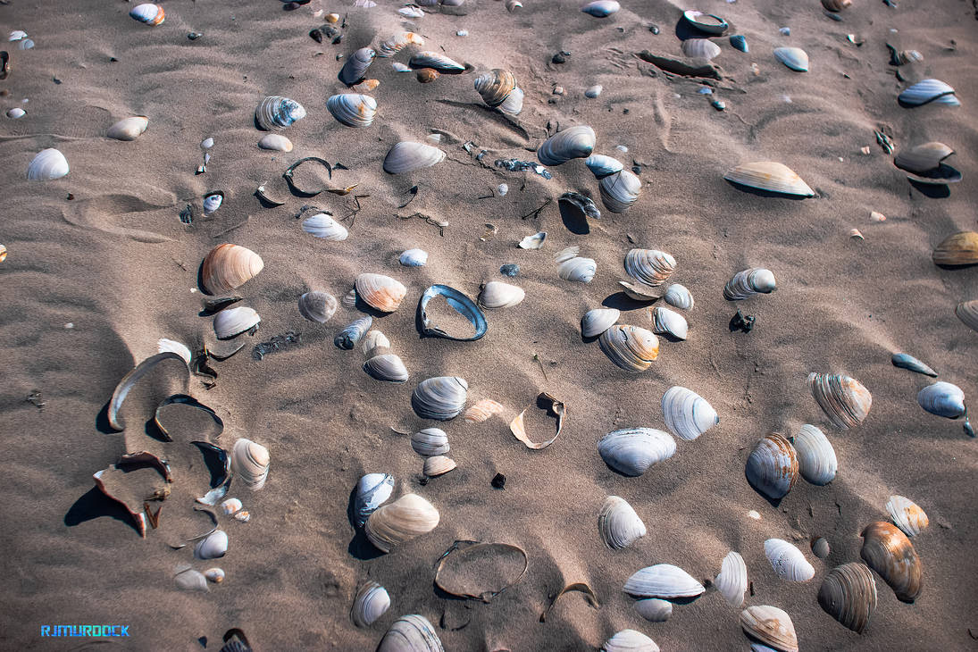 Sea Shells by robmurdock on DeviantArt