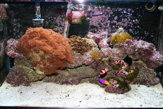 My aquarium 20060109