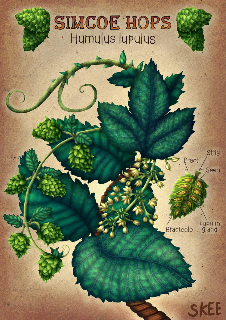 Simcoe Hops by DrawWithSkee on DeviantArt