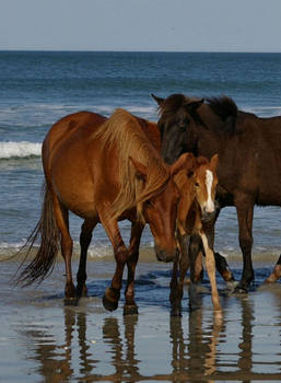 Wild Spanish Mustang Foal 1