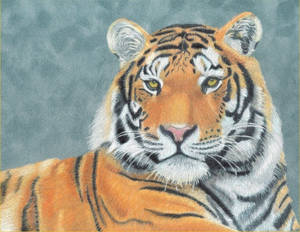 Tiger - 1st in Wildlife Series