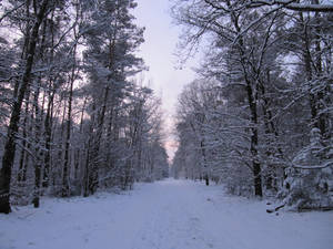 Snowy Woods