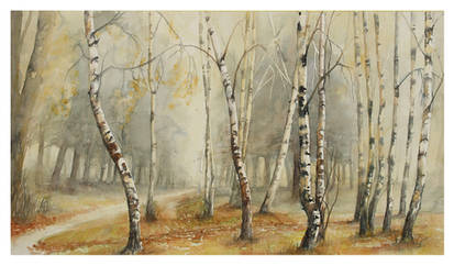 Birch trees in the fog