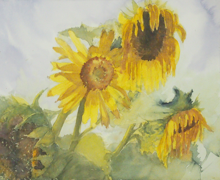 Sunflowers