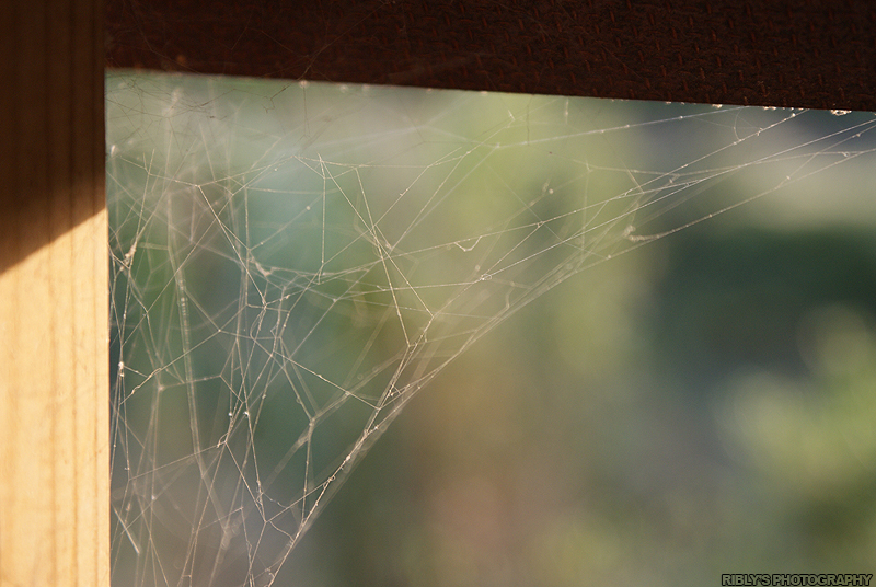 Spiderwebs