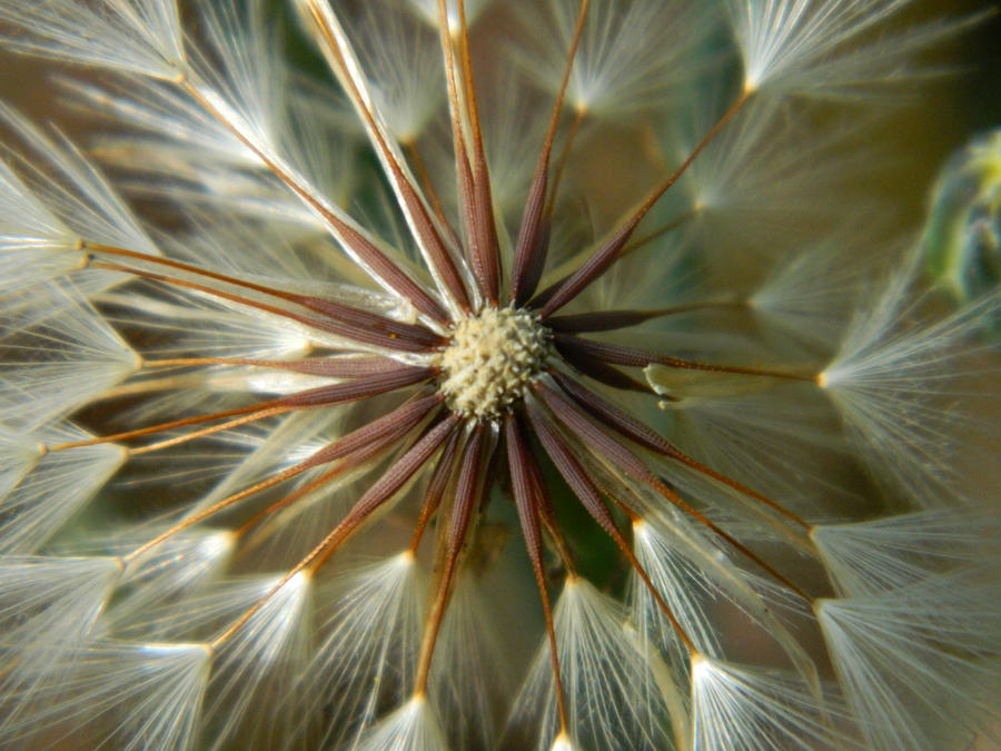 Tiny Feathers by bluedragoneye Tiny Feathers by bluedragoneye