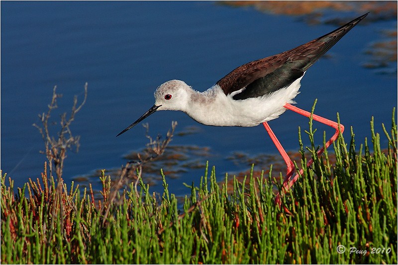 Black-winged Stilt