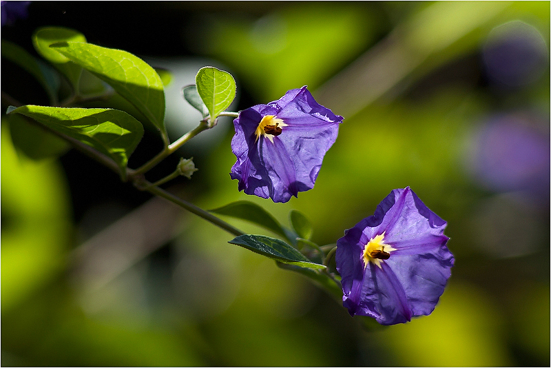 Purple and Green