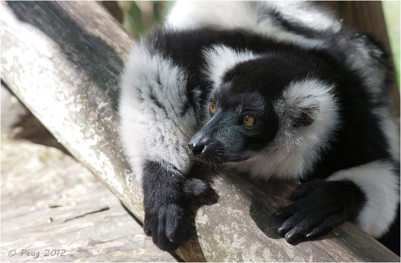 Ruffed Lemur