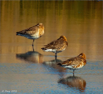 Black-Tailed Godwit