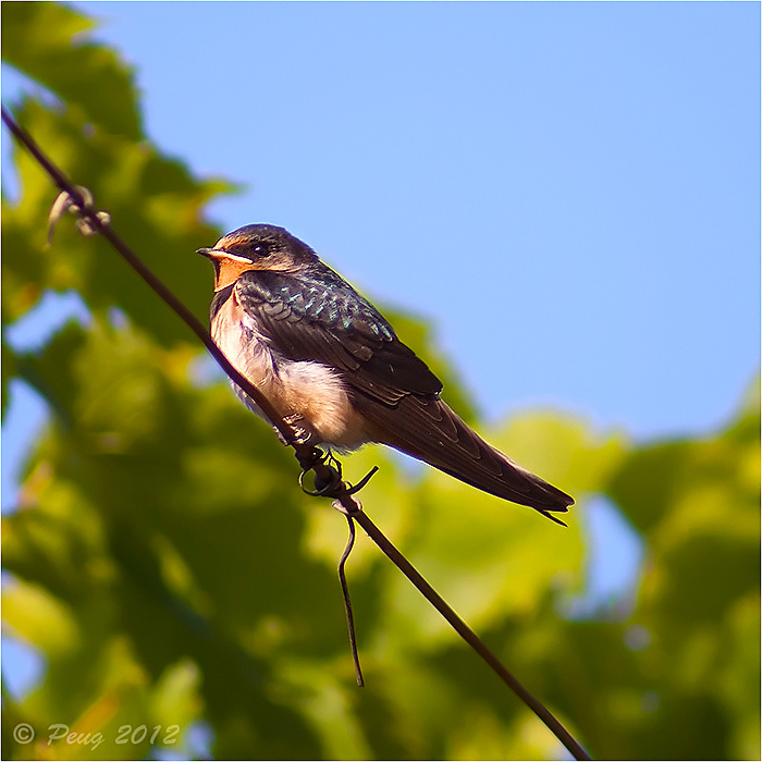 Eurasian Swallow