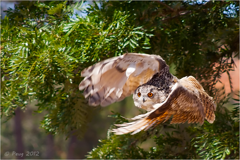 Eagle Owl