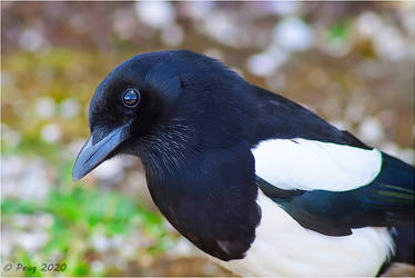 Magpie