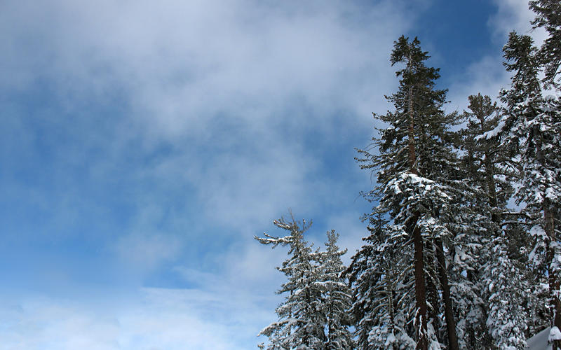 Northstar Tree Snow and Sky