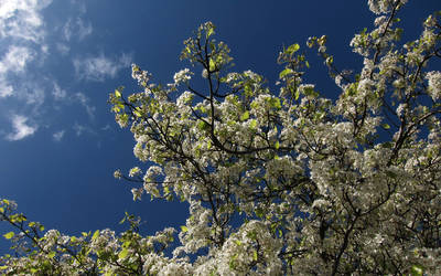 Tree Blossoms 2