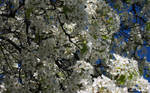 Tree Blossoms 3
