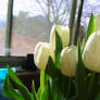 Dorm Room Flowers