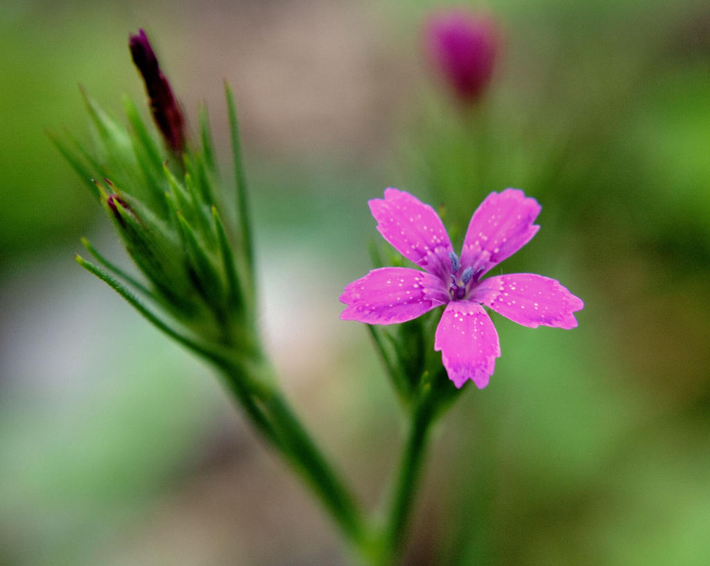 Deptford Pink 2 by funygirl38 on DeviantArt