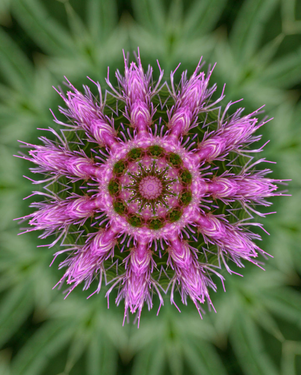 Thistle Kaleidoscope