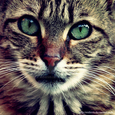 .portrait of a cat