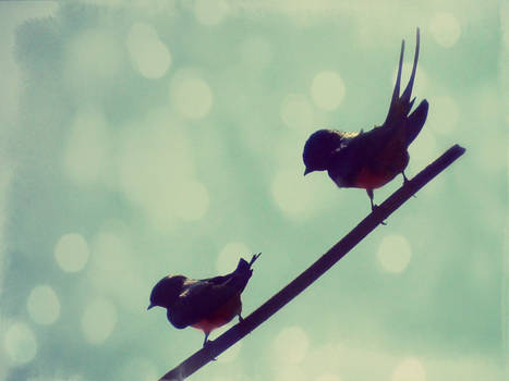 Little_birds