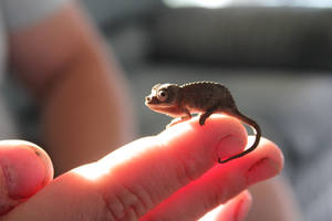 Teeny Chameleon