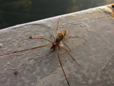 Little Spider Over the Lake