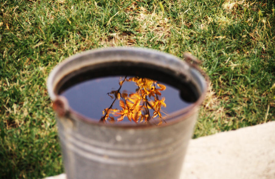 Leaves reflected in the bucket