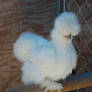 Dan the Silkie