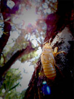 Golden Cicada 2