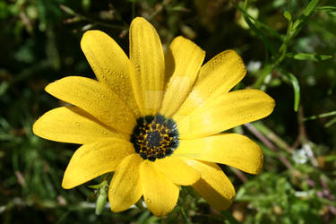 Alaska Wildflower