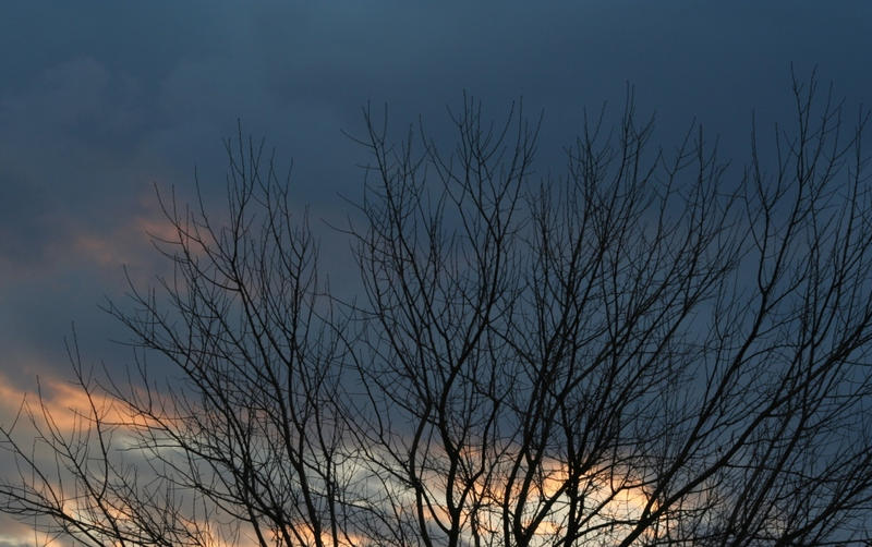 Tree From Weathermon weather from tree by dreamworkss on DeviantArt