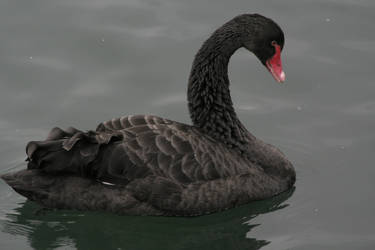 BLACK SWAN