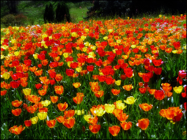 Spring on Insel Mainau