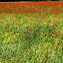 Poppyfield1