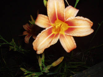 night flower1