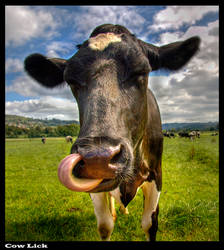 Cow Lick