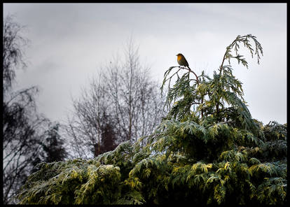 Christmas Robin