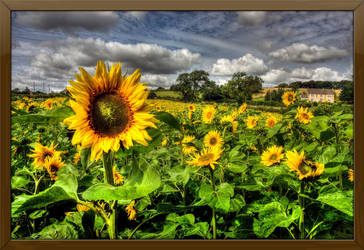 Sunflowers