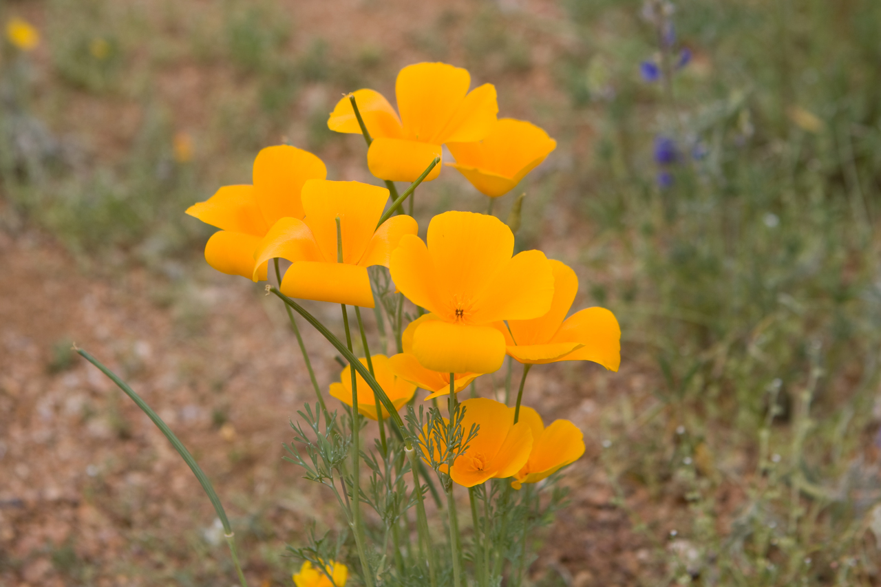 Mexican Gold Poppies