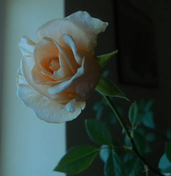 My winter rose