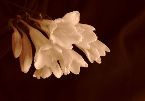 White freesias