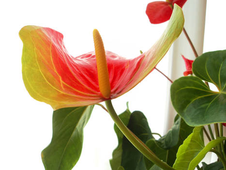 Anthurium Andraeanum