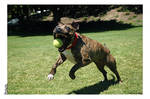 Fetch by rgphoto777